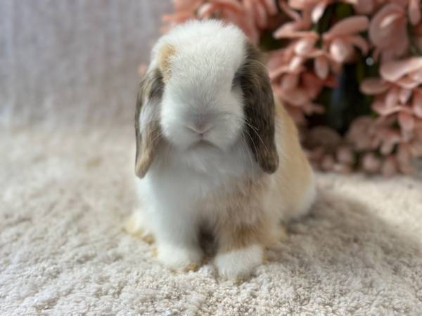 bunny litter box bunny litter box