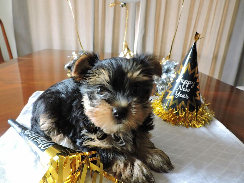 Teacup yorkies for adoption. Puppies For Sale Seattle, WA Shoppok