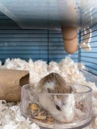 Hamsters for Sale: Dwarf Djungarian Hamsters for Sale