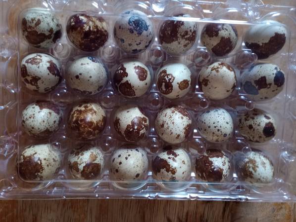 Coturnix quail eggs $4 | Garden Items For Sale | Springfield, MO | Shoppok