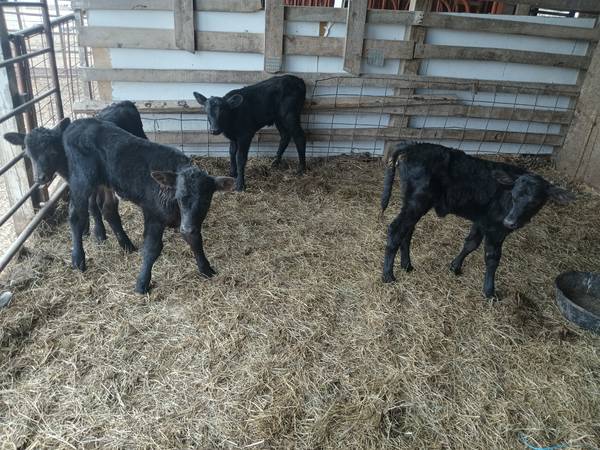 Beef bottle calves $600 | Garden Items For Sale | St. Louis, MO | Shoppok