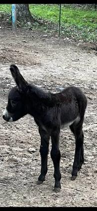 Jenny Donkey $550 | Garden Items For Sale | Waco, TX | Shoppok