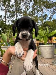 Cocker Spaniel Mix - Classifieds - Shoppok