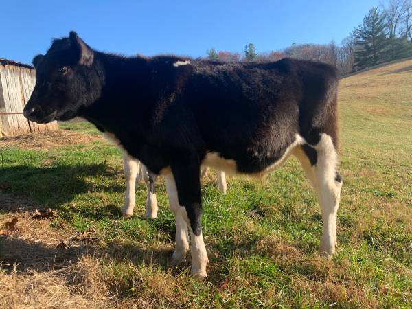Holstein bull $500 | Garden Items For Sale | Tri-Cities, TN | Shoppok