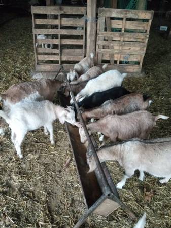 Goats - Kiko cross Doelings $200 | Garden Items For Sale | Western ...